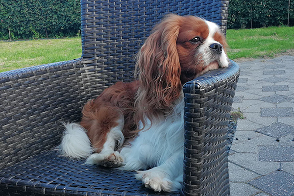 Forside - Cava Care - Professionel opdræt af Cavalier Charles Spaniel -