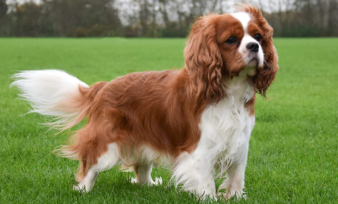 - Cava - Professionel opdræt af Cavalier King Spaniel hvalpekøb